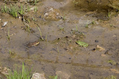 frog  green  reservoir