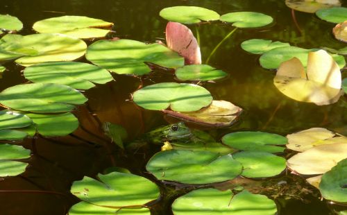 frog water lilies water
