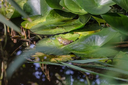 frog  toad  animal