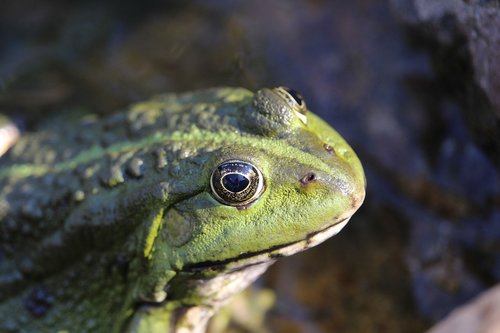 frog  amphibian  animal