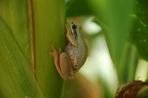 frog  tree  nature