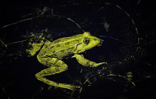 frog  pond  animal