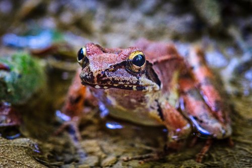 frog  macro  amphibian