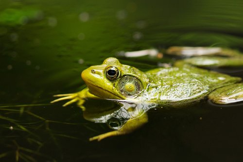 frog  pond  lake