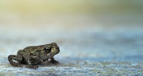 frog  small  macro