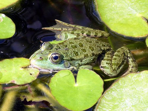 frog  green  gerardo