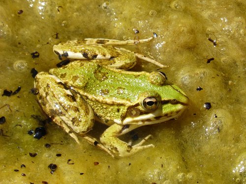 frog  green frog  pond
