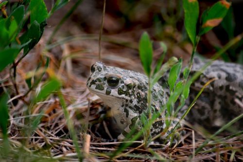 frog nature subalpine forest frog