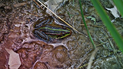 frog  toad  pond