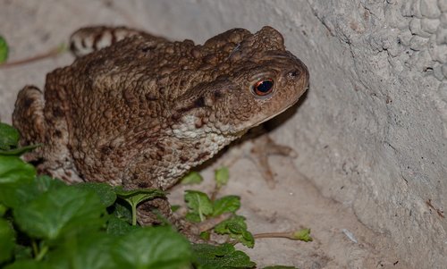 frog  animals  toad