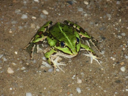 frog animal green