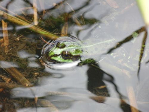frog water waters