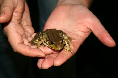 frog amphibian hands