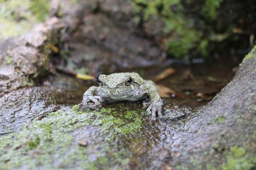 frog  tree frog  wild life