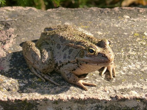 frog  shore  raft