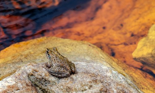 frog  rock  water