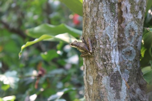 frog  tree  green