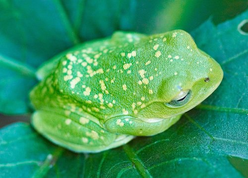 frog  okra leaf  green