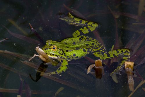 frog amphibians water