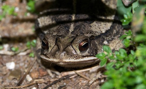 frog  face  close-up