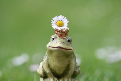 frog  frog prince  crown