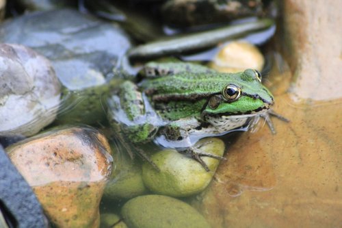 frog  tree frog  garden pond