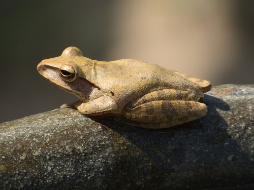 frog  garden  thailand