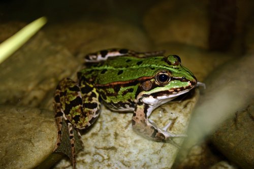 frog  pond  water