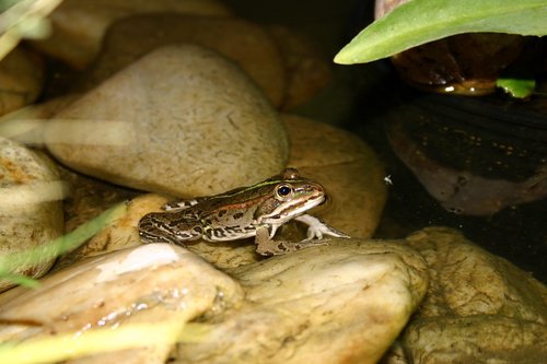 frog  pond  water frog