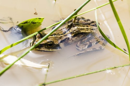 frog  amphibian  swamp