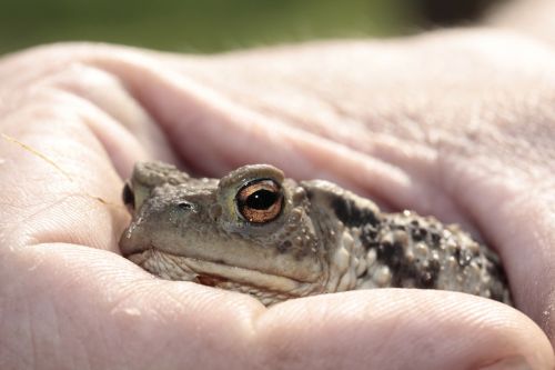 frog toad eyes