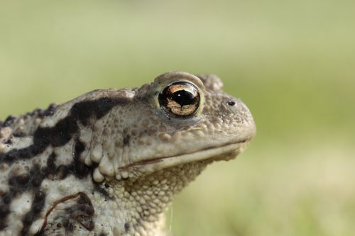 frog toad eyes