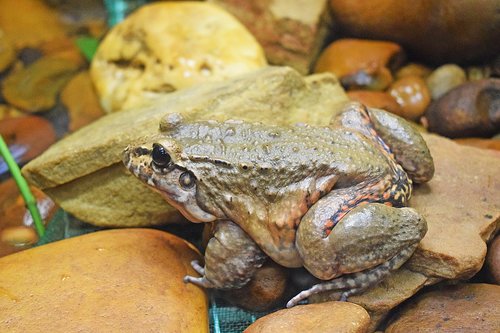 frog  animal  amphibians