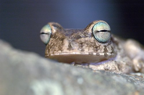 frog  south america  llanos