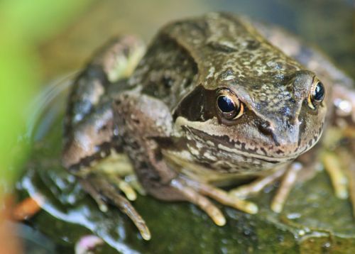 frog amphibian animal