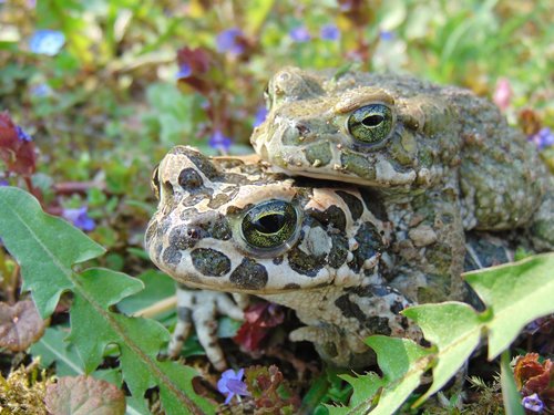frog  spring  nature