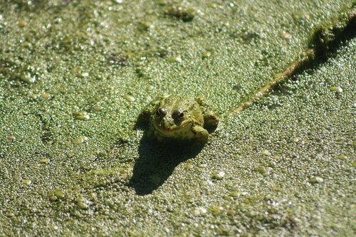 frog  animal  pond