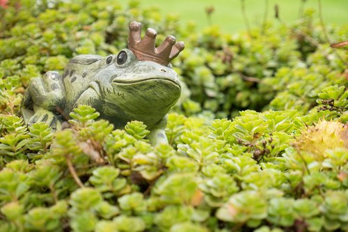 frog  crown  green