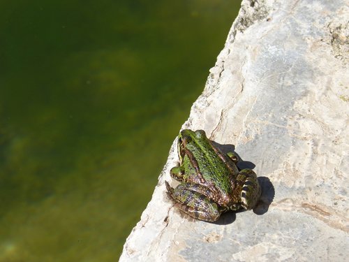 frog  raft  jump