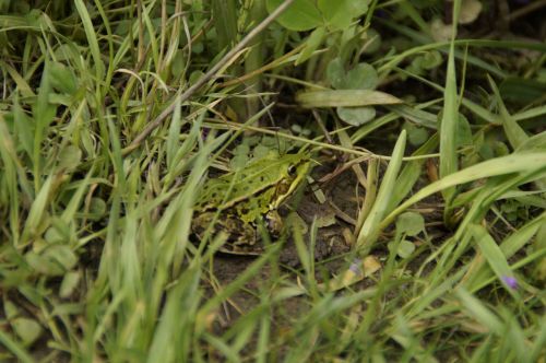 frog tree frog grass
