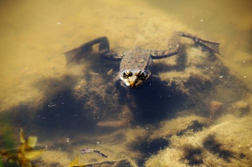 frog  water  pond