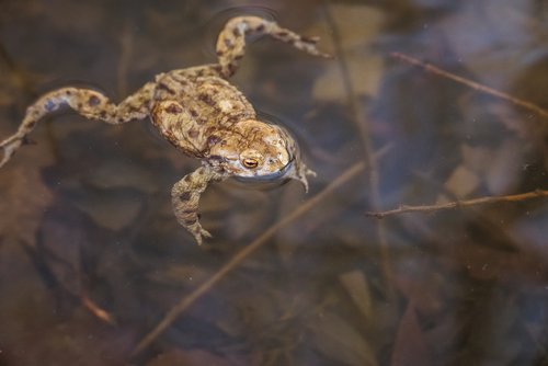 frog  animal  nature