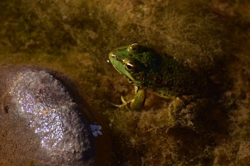 frog  oasis  morocco