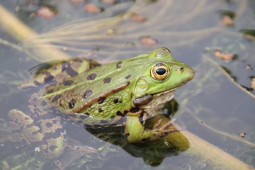 frog  amphibians  animals