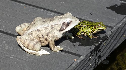 frog  amphibian  green