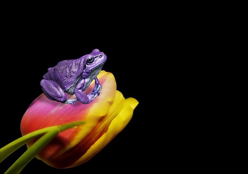 frog  tulip  flower