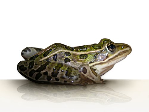 frog  leopard frog  amphibian