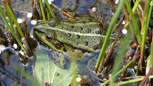 frog  amphibian  green