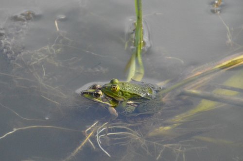 frog  toad  amphibians