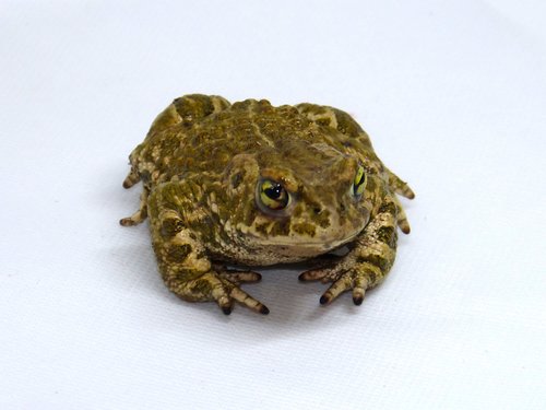 frog  batrachian  detail